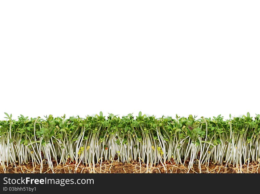 Green And Fresh Cress