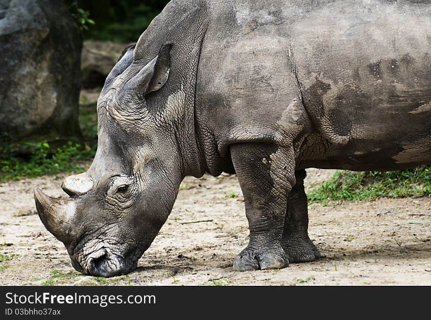 Rhino Mulling Down