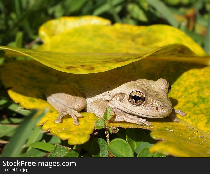 Shy frog