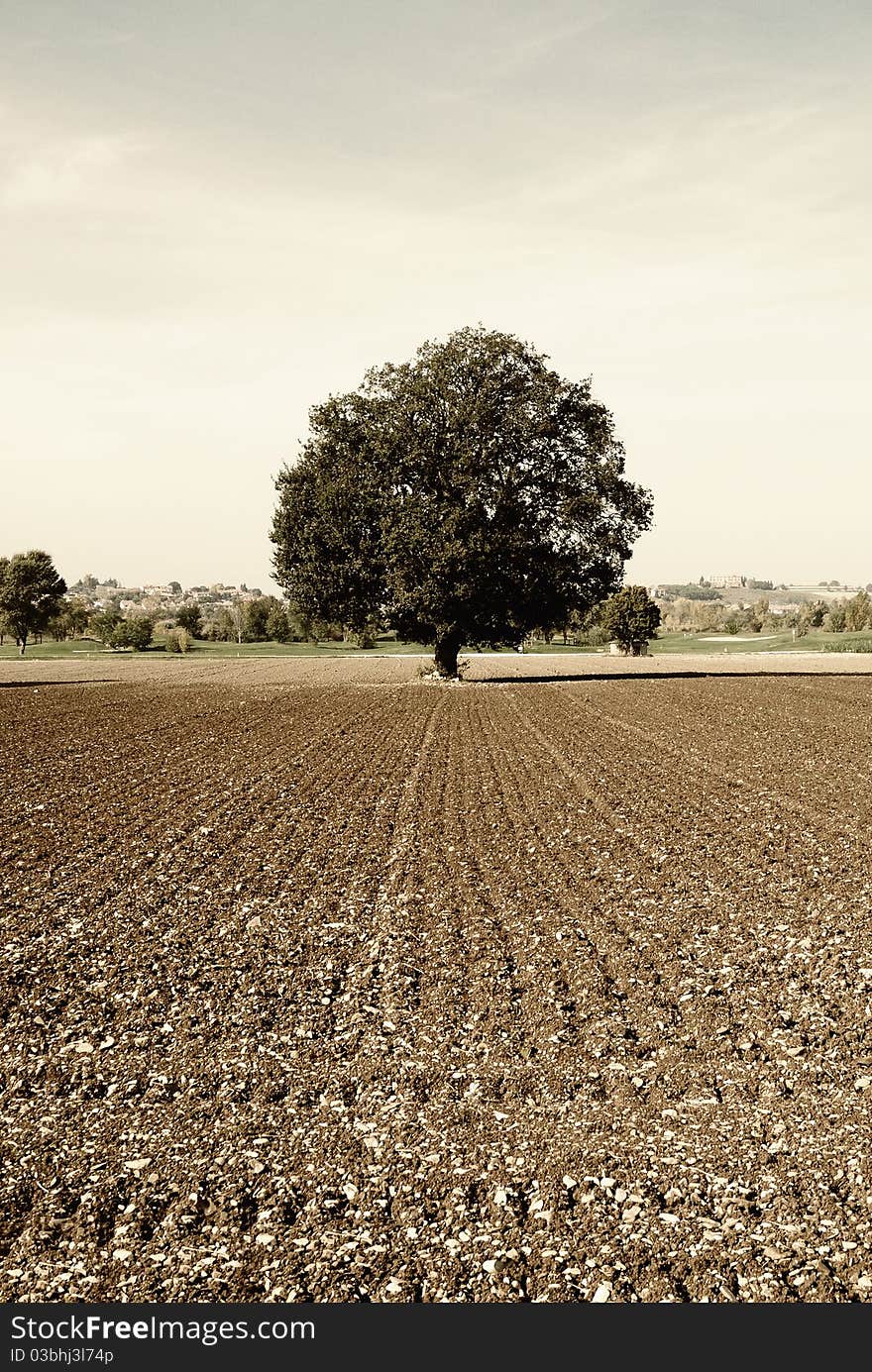 Old oak in the empty countryside