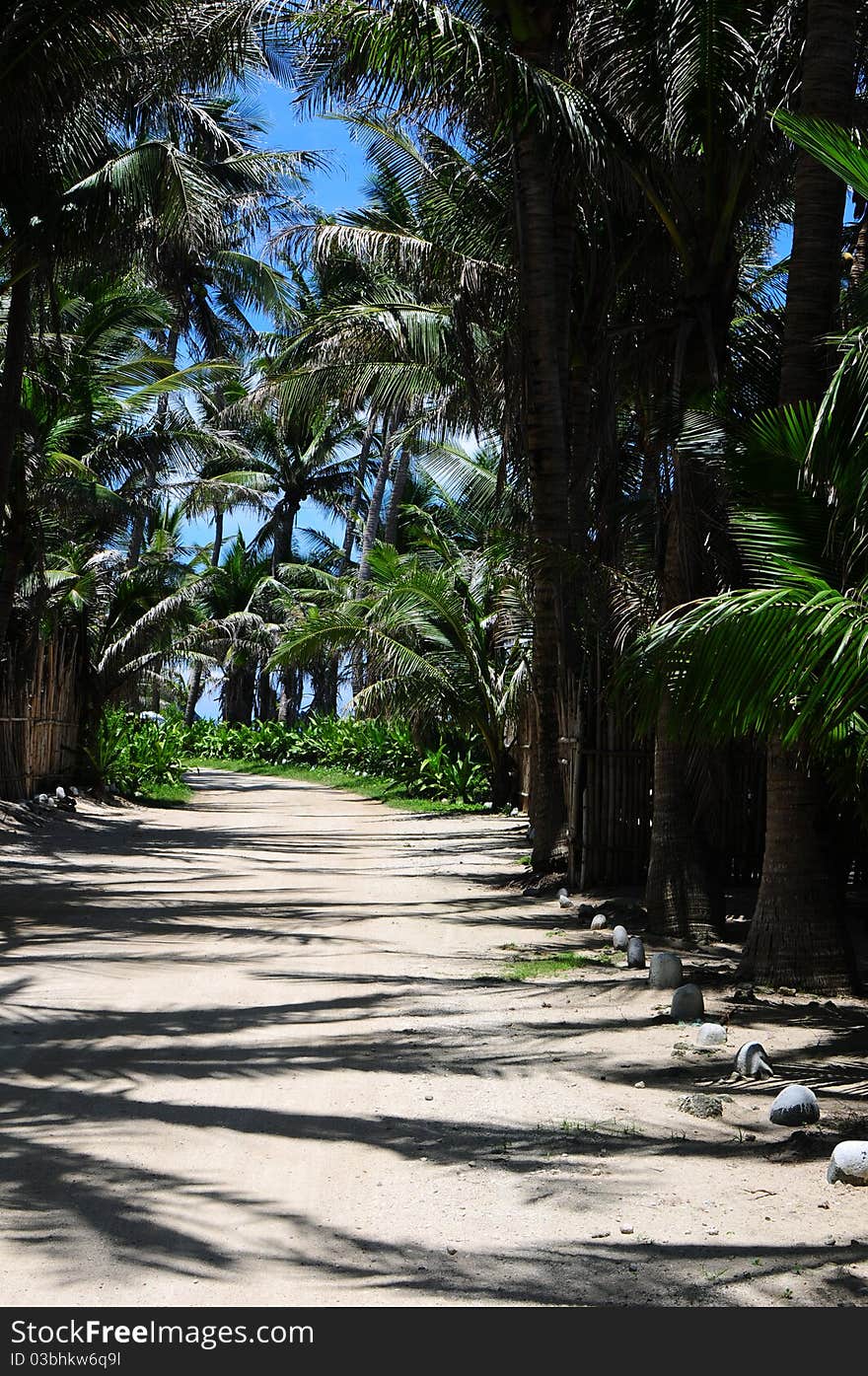 Leading to the left, a sandy road sheltered by palm trees.