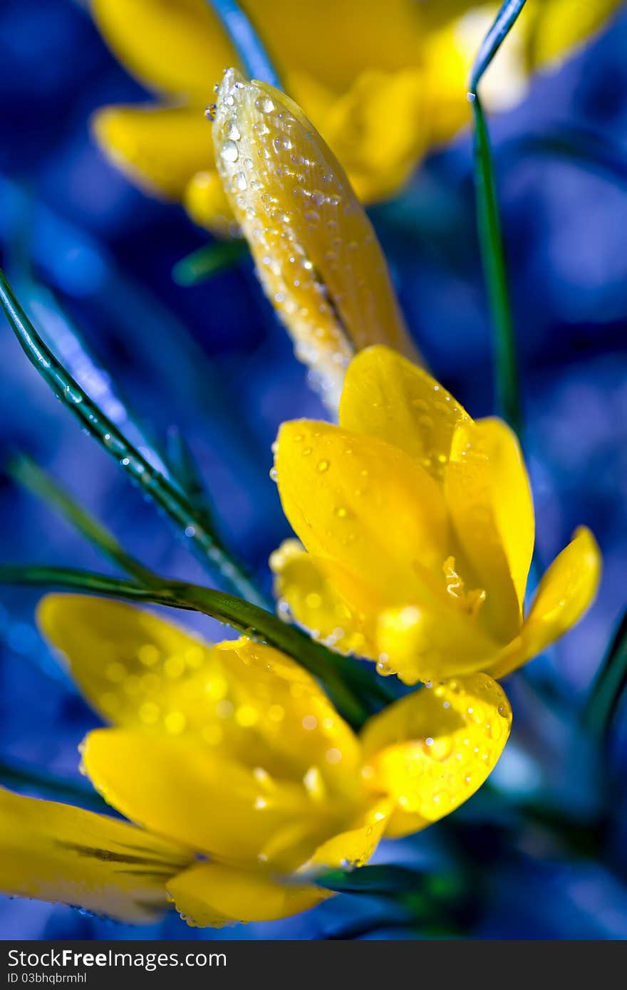 Yellow crocuses with morning dewdrops