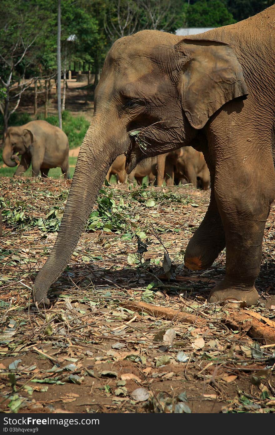 Wounded elephant in Pinnawela elephant orphanage. This female had lost her foot in a landmine explosion. Wounded elephant in Pinnawela elephant orphanage. This female had lost her foot in a landmine explosion.