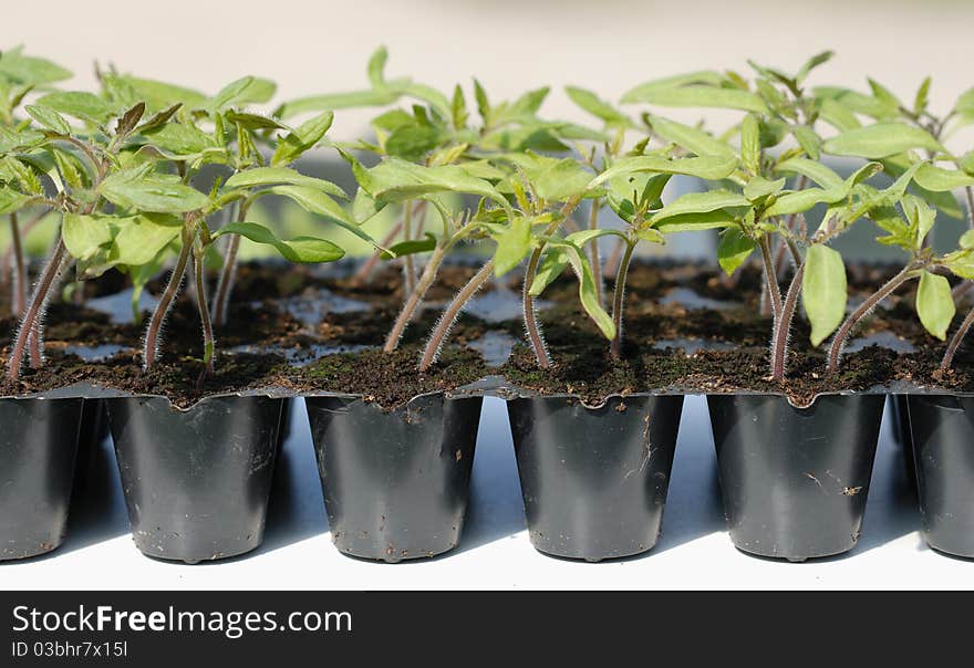 Tomato seedling in pot