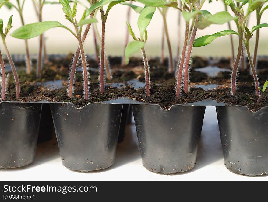 Tomato seedling in pot