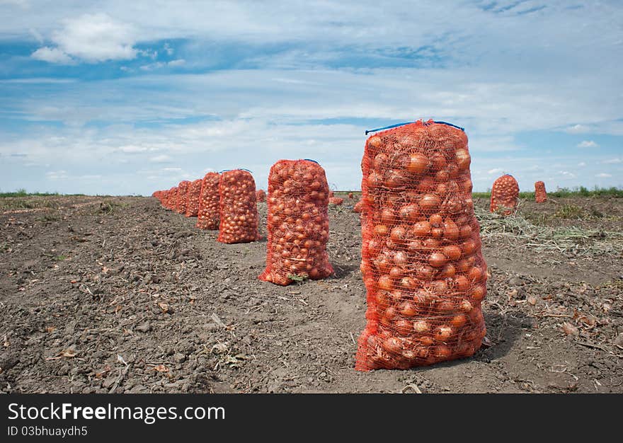 Onion harvest