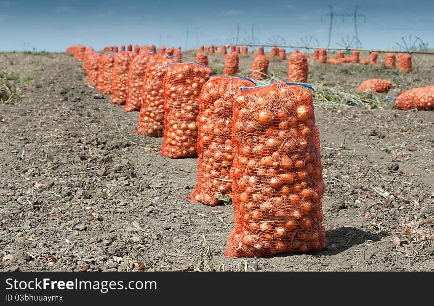 harvest onion on the field. harvest onion on the field