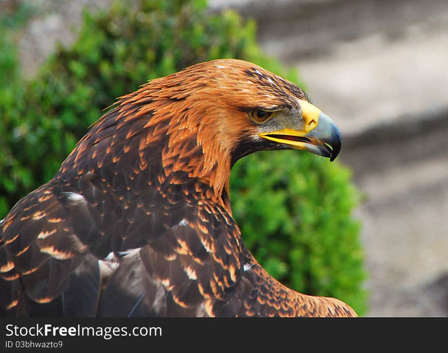 Eagle looking for food, sharp beak , beautiful feathers