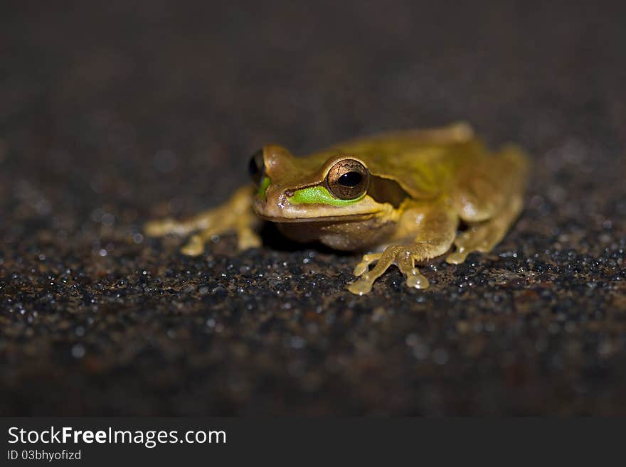 Masked Tree Frog, Costa Rica