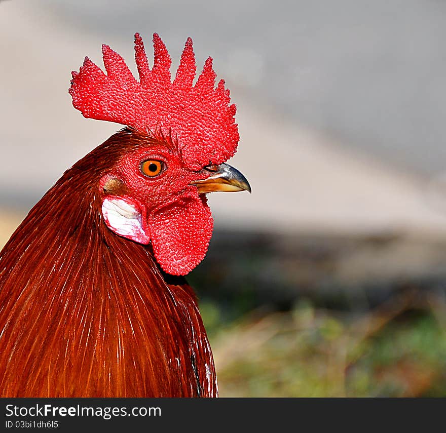 Closeup portrait of a red rooster