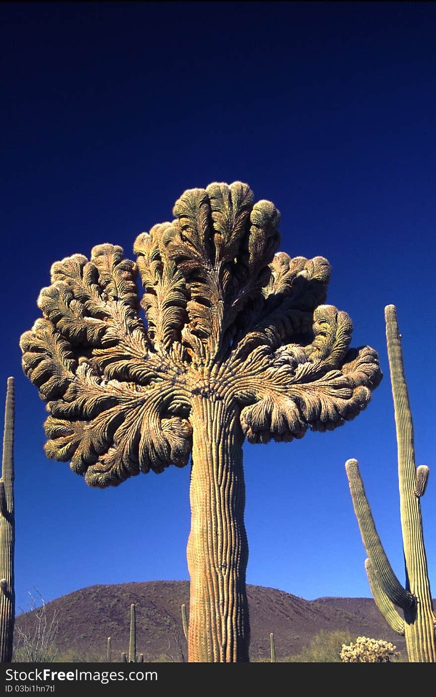 Cristate Saguaro