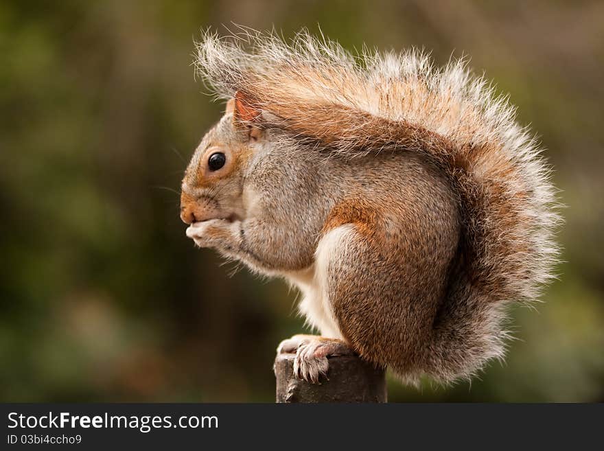 A squirrel sitting on a wooden post eating a nut. A squirrel sitting on a wooden post eating a nut