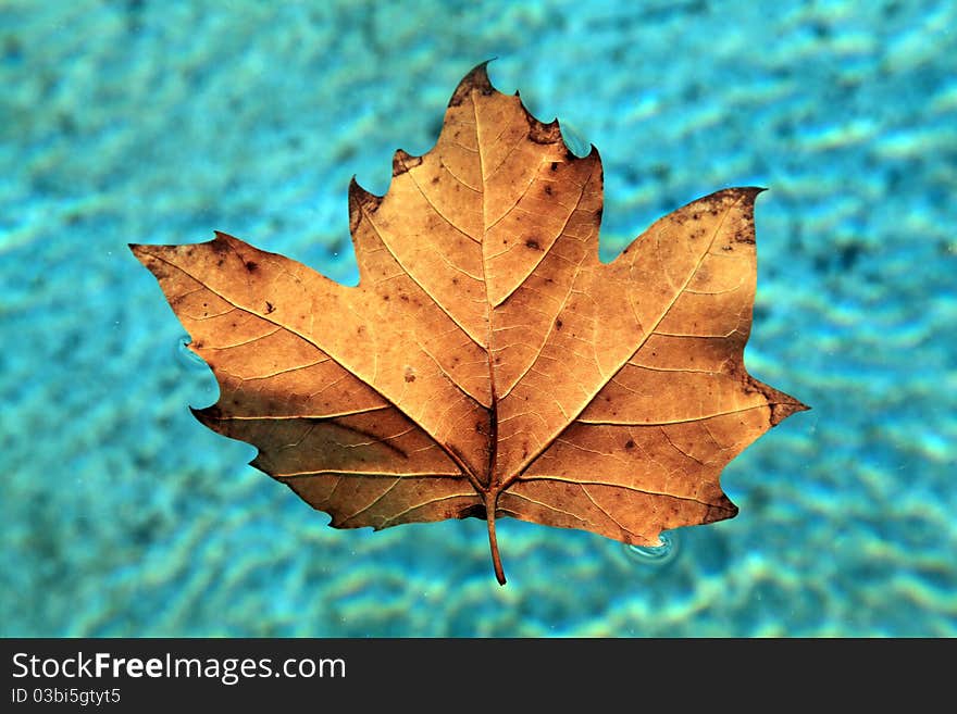 Leaf floating on water