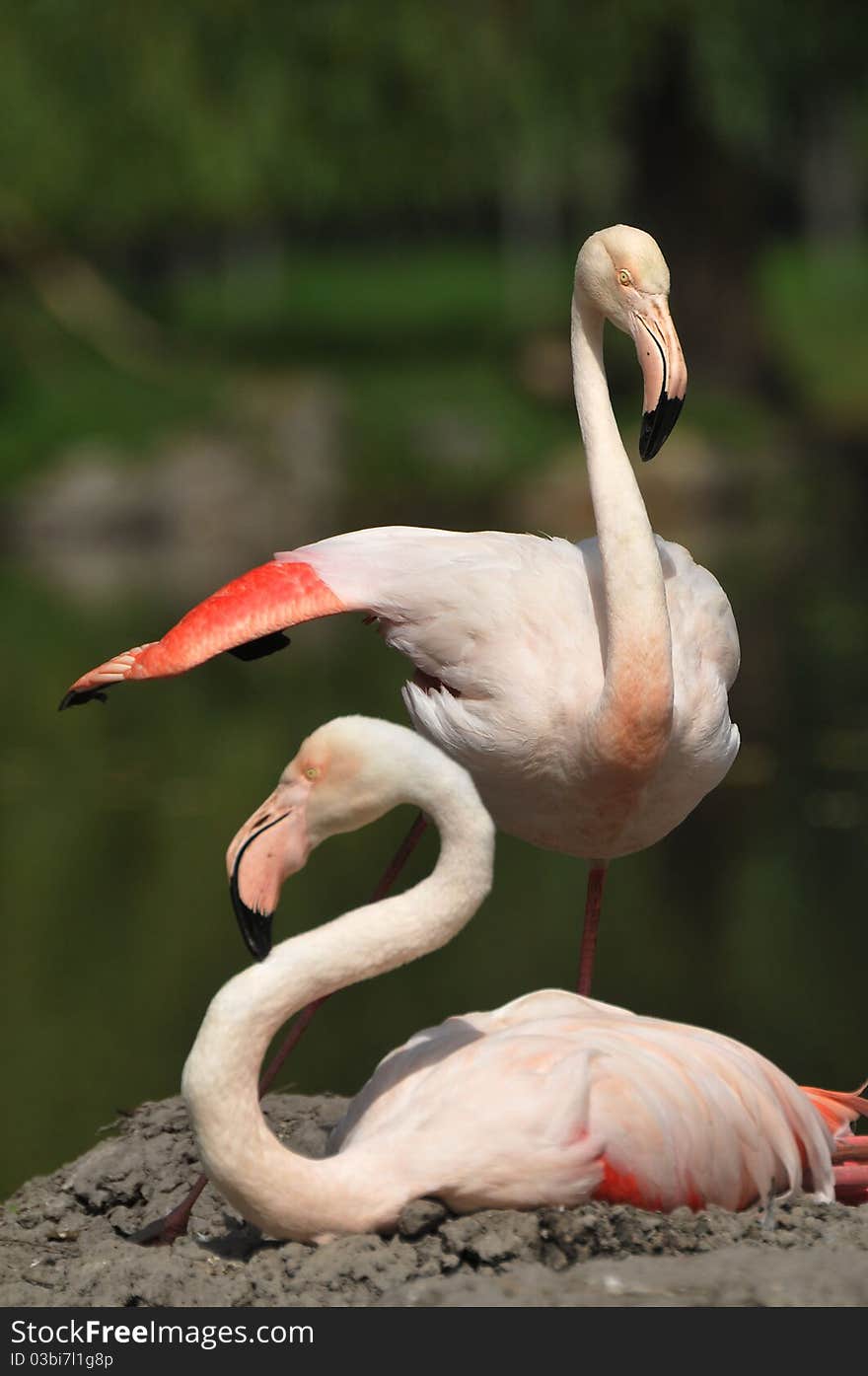 Two Flamingo in lake. zoo