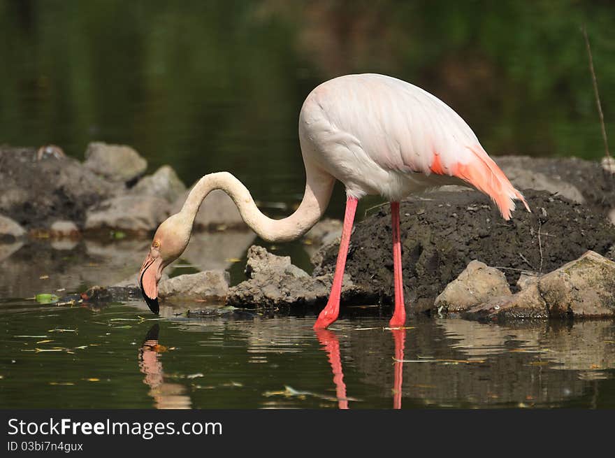 Flamingo stands in lake. zoo.