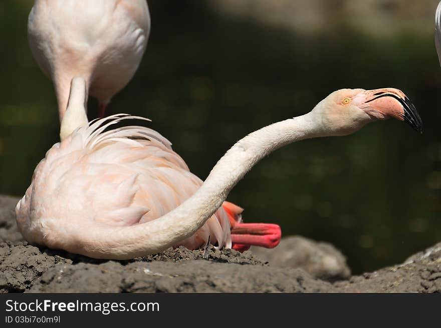 Two Flamingo in lake. zoo