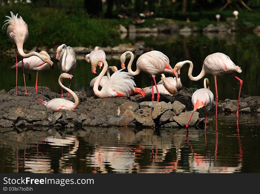 Flamingos flock in lake. zoo.