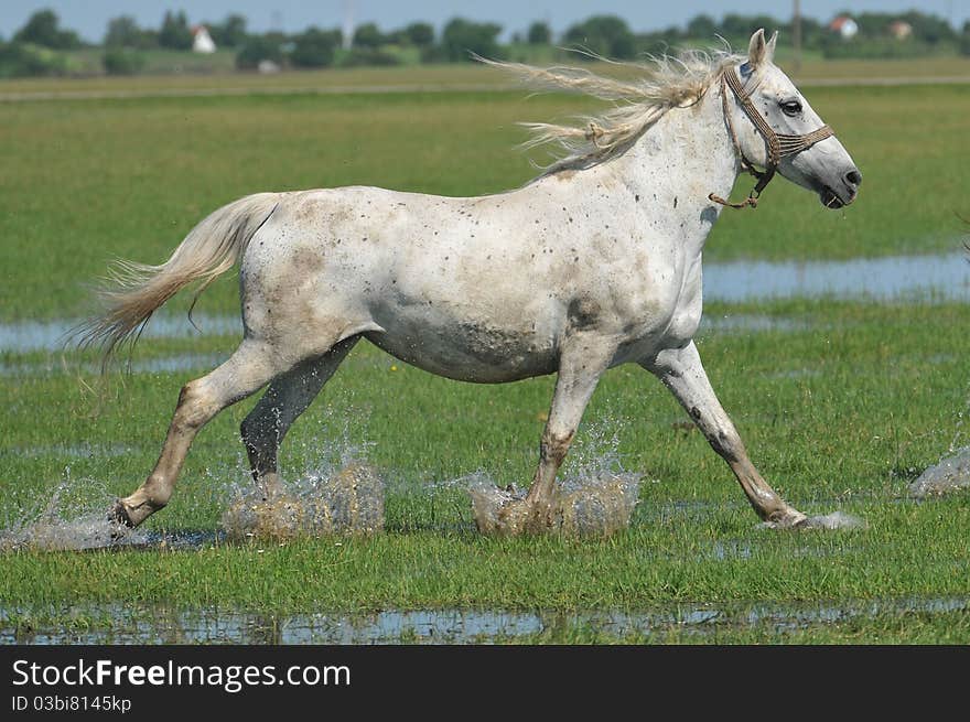 Horse trotting on the field