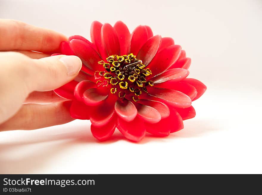 Big red flower in the woman hand