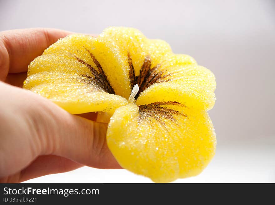 Beautiful yellow flower in woman hand