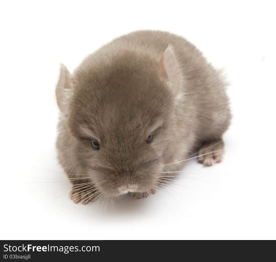 Baby chinchilla isolated on white