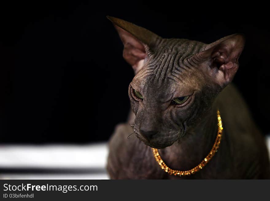 Green-eyed Sphynx Cat Wearing A Golden Chain