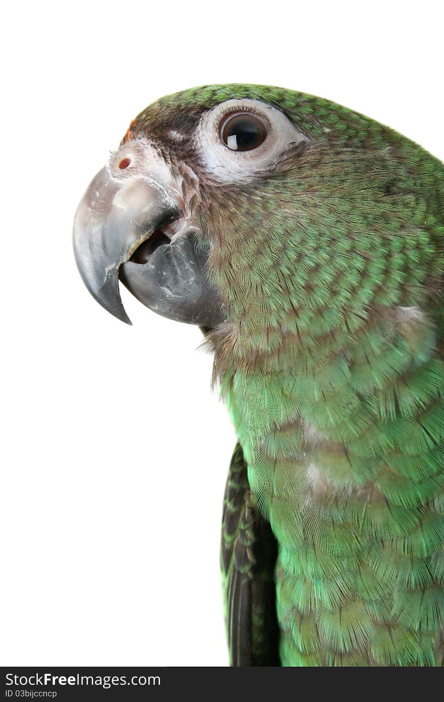 Jardine Parrot