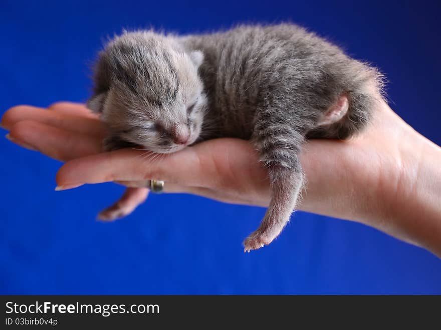 The blind kitten sleeps on a palm. The blind kitten sleeps on a palm