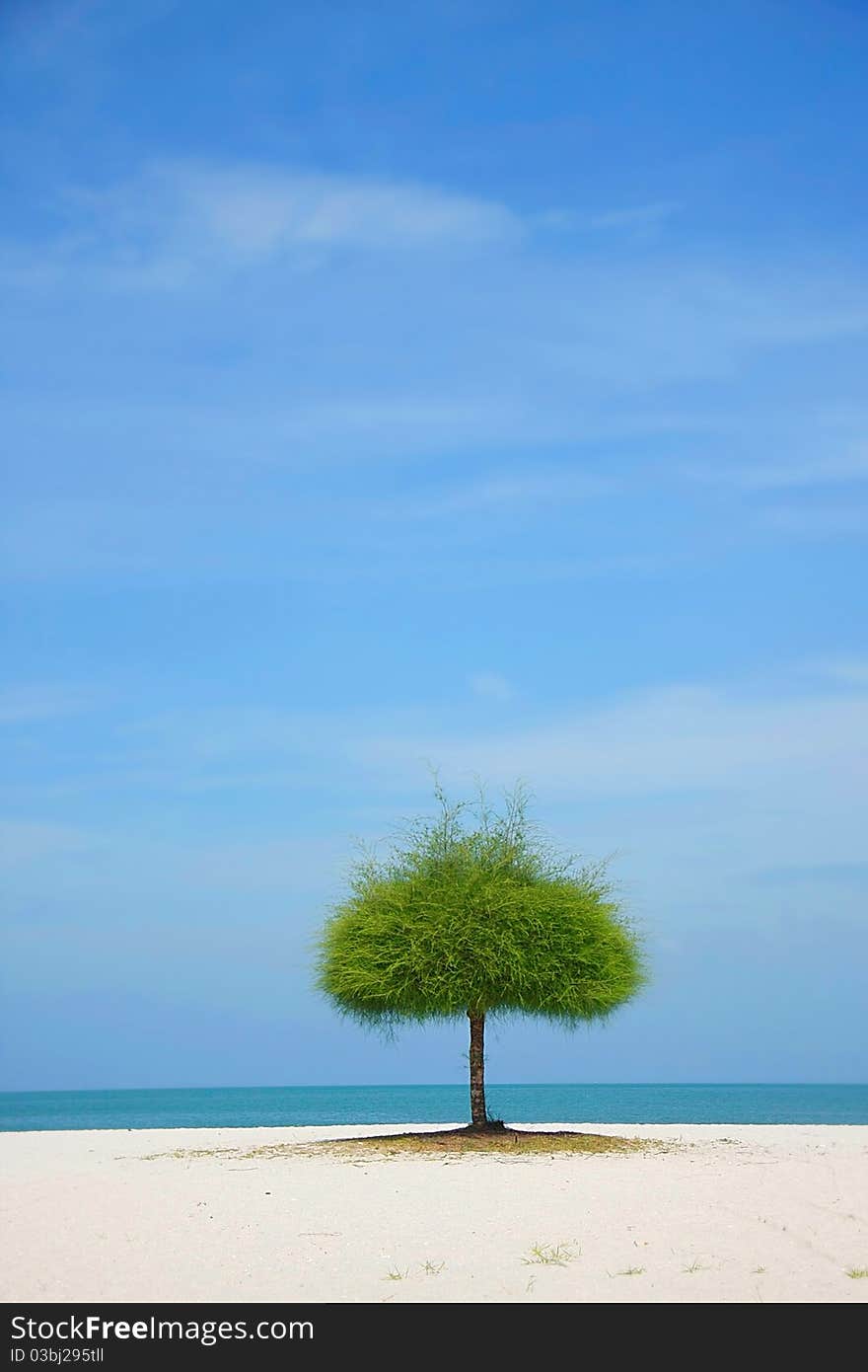 Alone green tree on sand beach. Alone green tree on sand beach