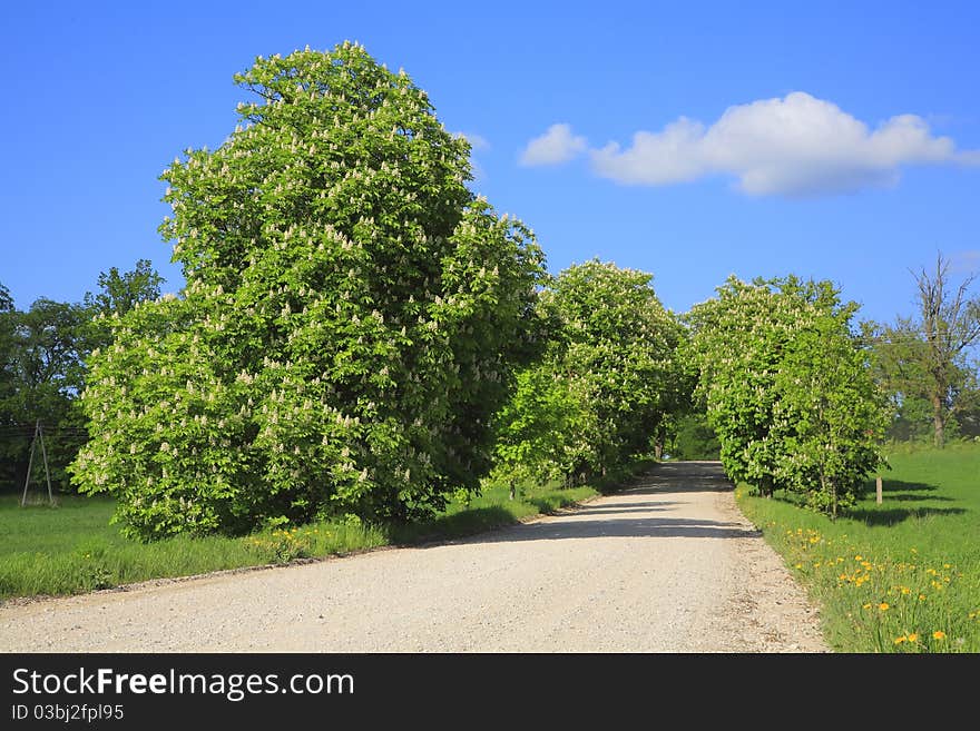 Country road, summer in latvia. Country road, summer in latvia.