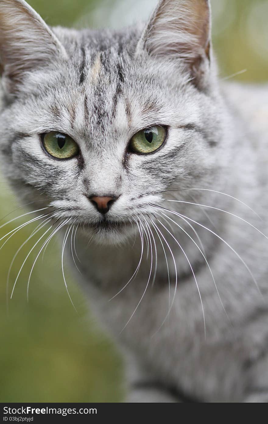 Gray cat on nature background