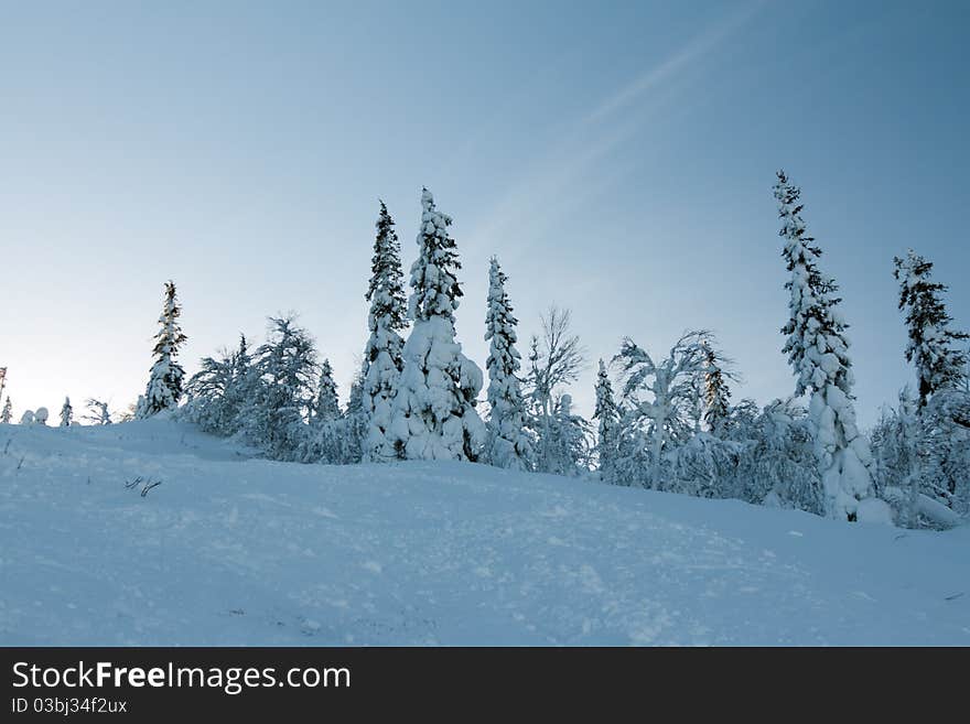 Trees in the snow mountains in the background