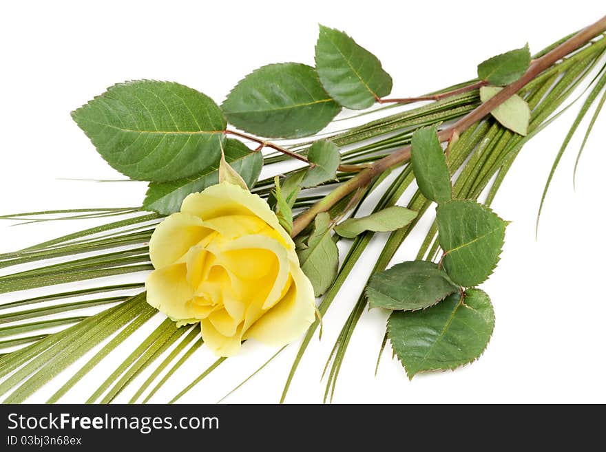 Fresh yellow roses isolated on white background