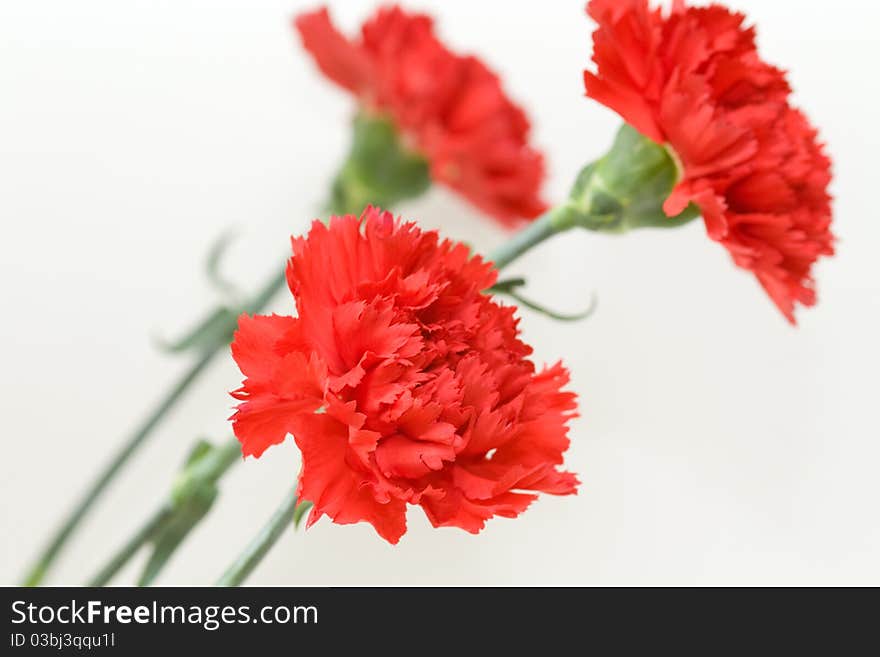 Three red carnations on white background