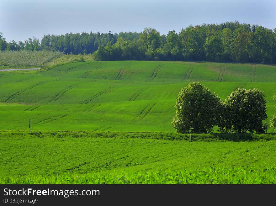 Countryside scenery of green field and forest. Countryside scenery of green field and forest.