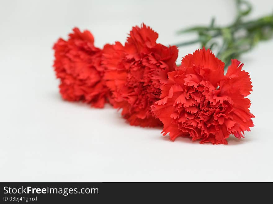 Three red carnations on white background