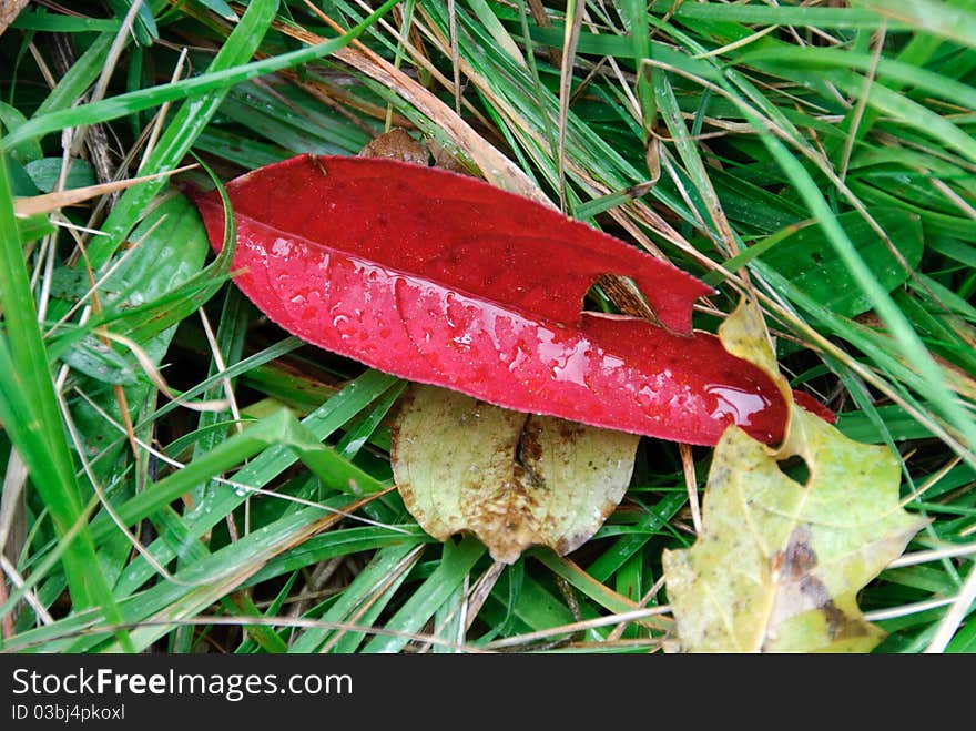 Red Leaf