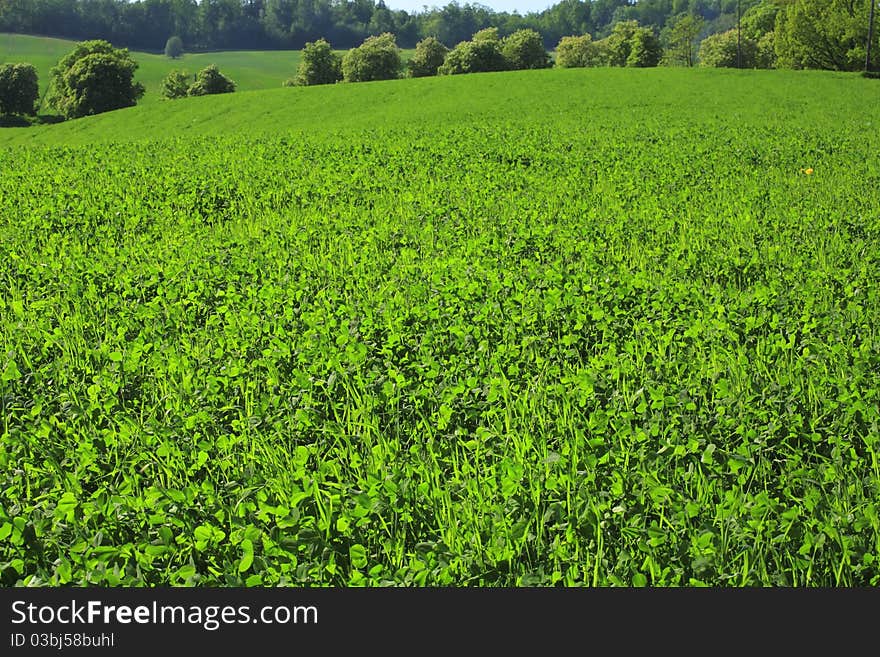 Landscape with green field relief.