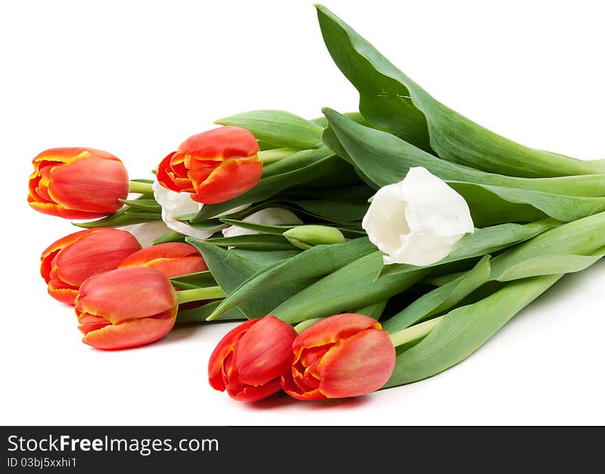 Bouquet of red tulips