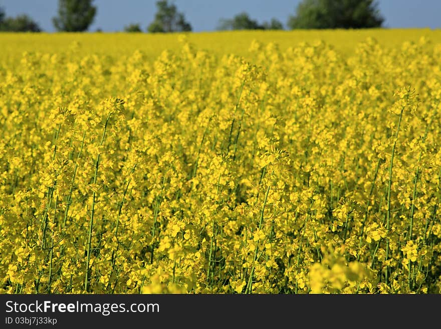 Yellow rapeseed field.