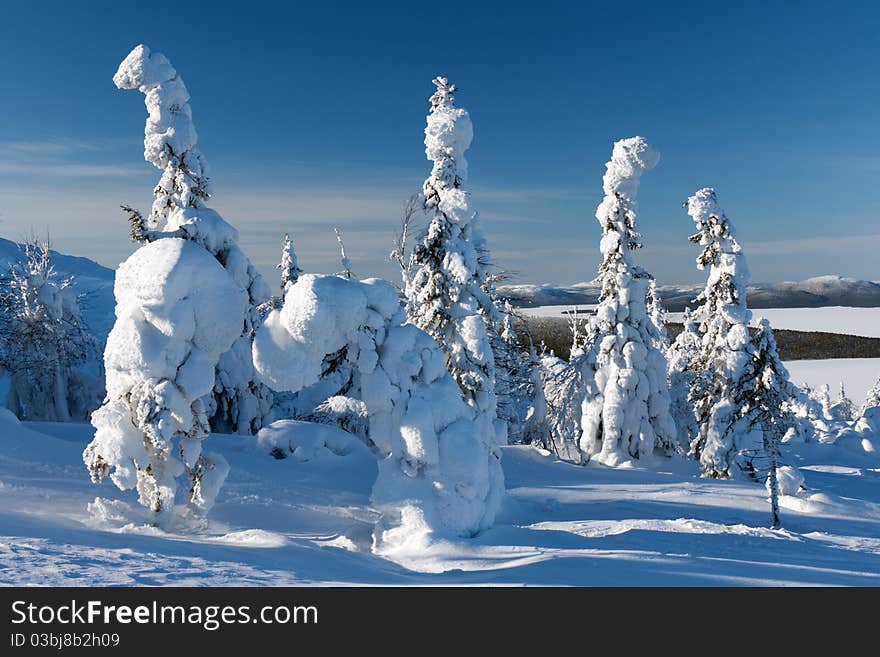 Trees in the snow mountains in the background