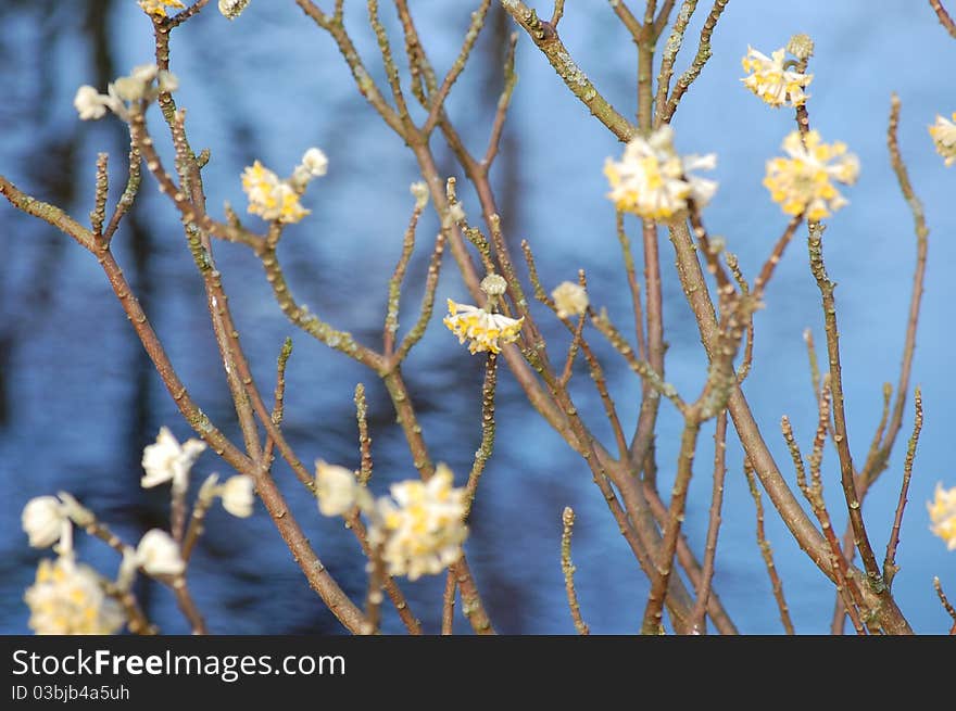 Spring Flowers