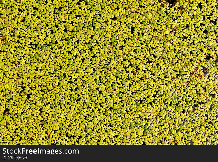 Duckweed aquatic plant in the pond