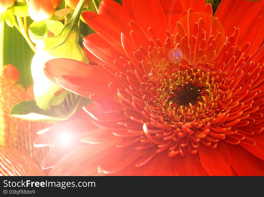 Flower close up background wallpaper. Flower close up background wallpaper