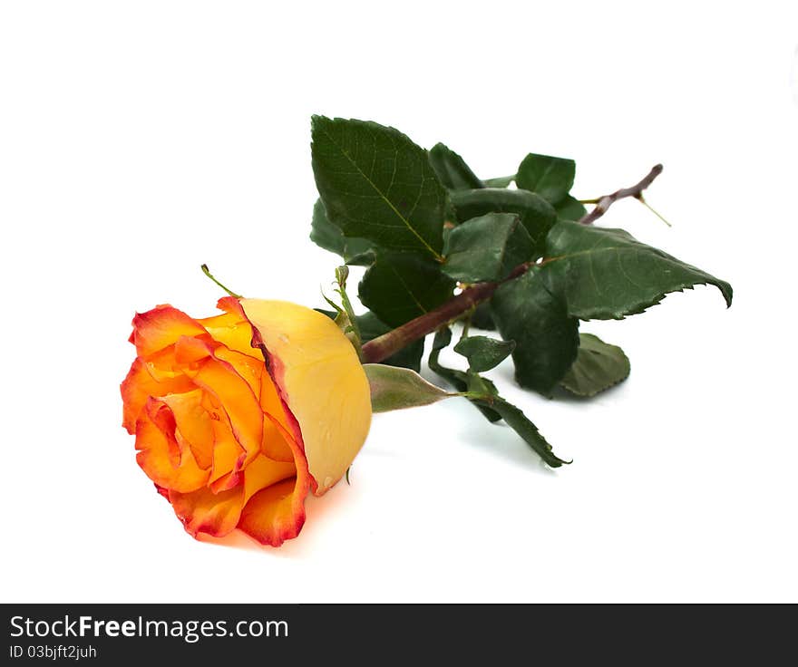 Yellow rose on a white background