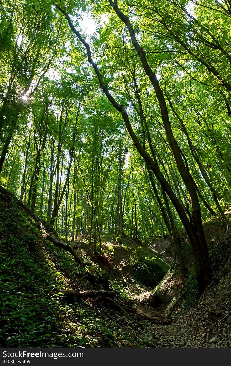 Beautiful valley in a  beech forest