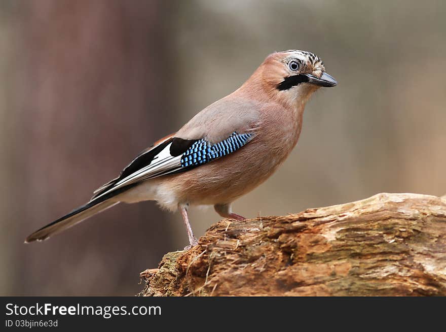 Beautiful wild jay on log standing