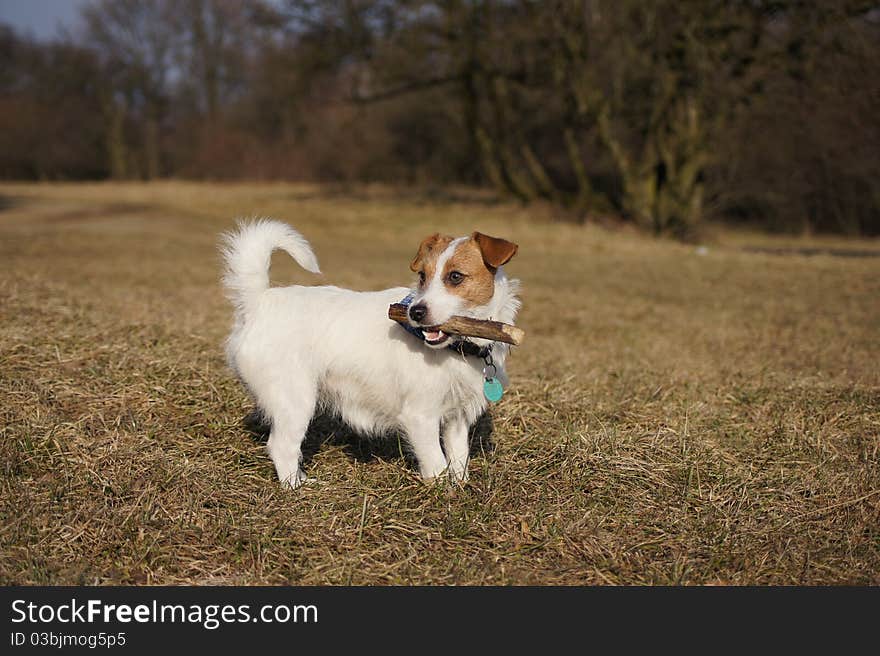 Jack russel Terier