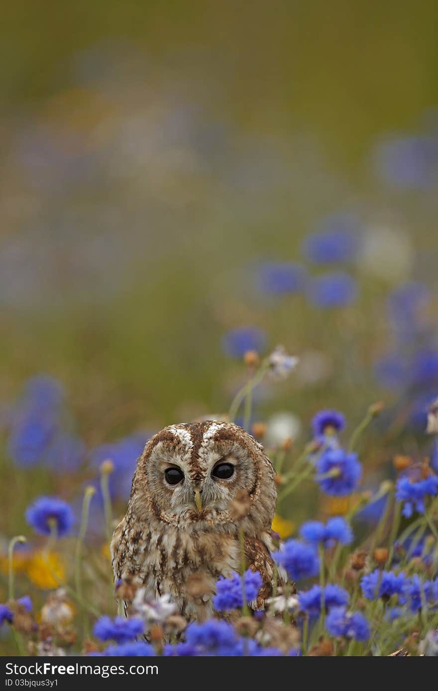 Tawny Owl