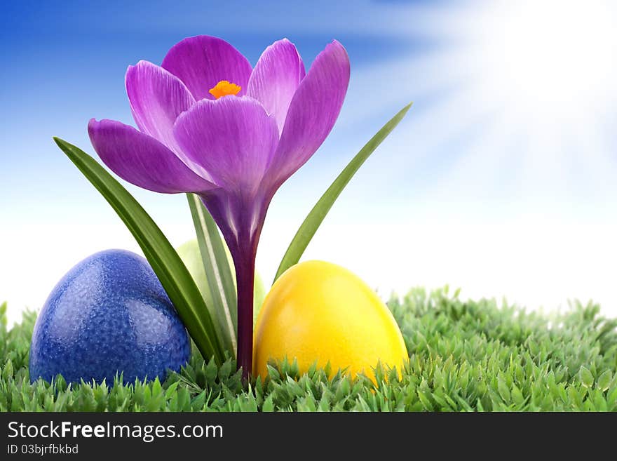 Crocus with easter eggs on meadow. Crocus with easter eggs on meadow